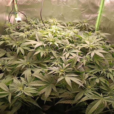Lemon Ice Cream  growlog timeline photo