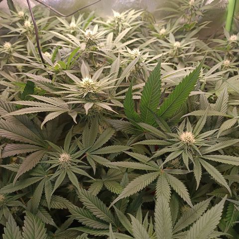Lemon Ice Cream  growlog timeline photo