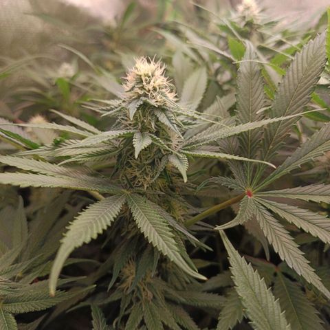 Lemon Ice Cream  growlog timeline photo