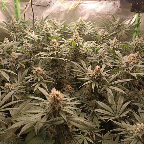 Lemon Ice Cream  growlog timeline photo