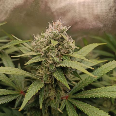 Lemon Ice Cream  growlog timeline photo