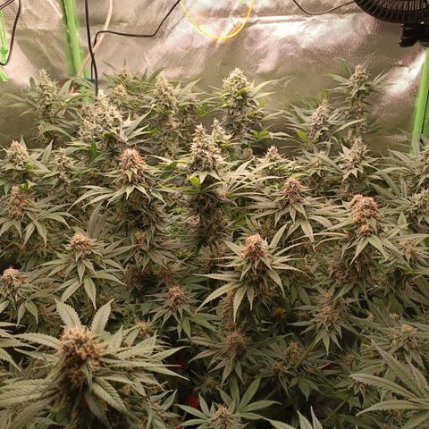 Lemon Ice Cream  growlog timeline photo