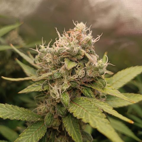 Lemon Ice Cream  growlog timeline photo