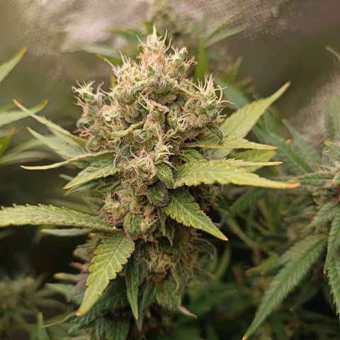 Lemon Ice Cream  growlog timeline photo