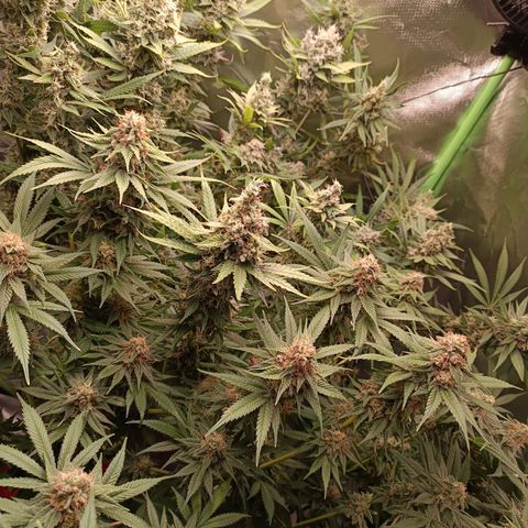 Lemon Ice Cream  growlog timeline photo