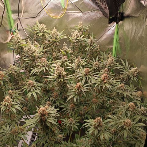 Lemon Ice Cream  growlog timeline photo