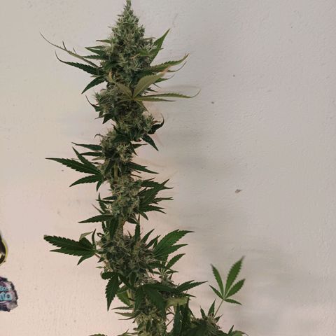 Lemon Ice Cream  growlog timeline photo