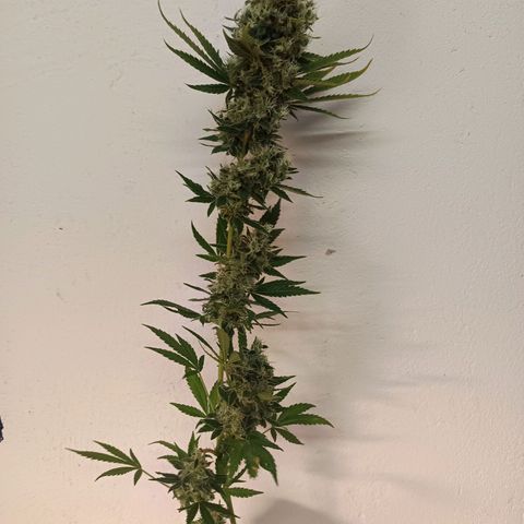 Lemon Ice Cream  growlog timeline photo