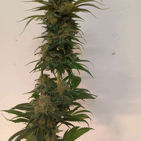 Lemon Ice Cream  growlog timeline photo
