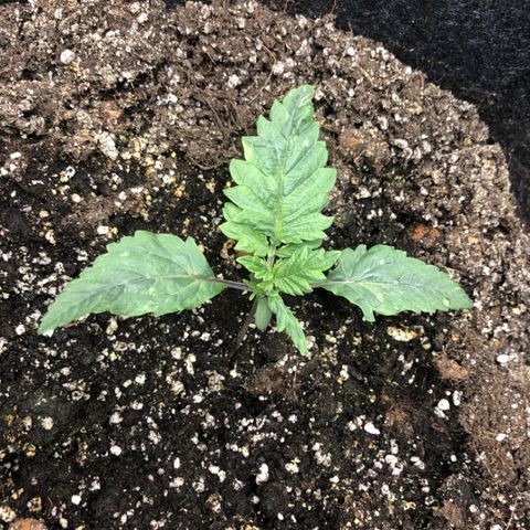 Amnesia Haze growlog timeline photo