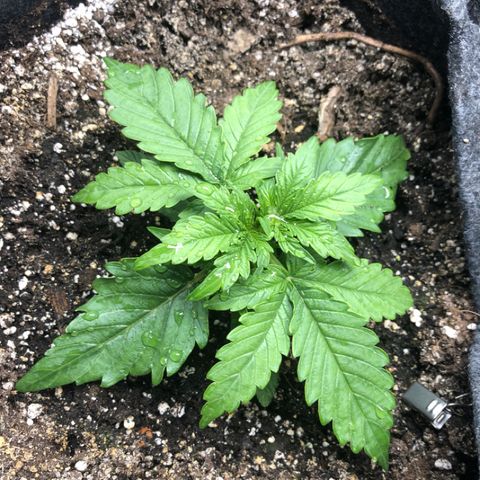 Green Crack growlog timeline photo