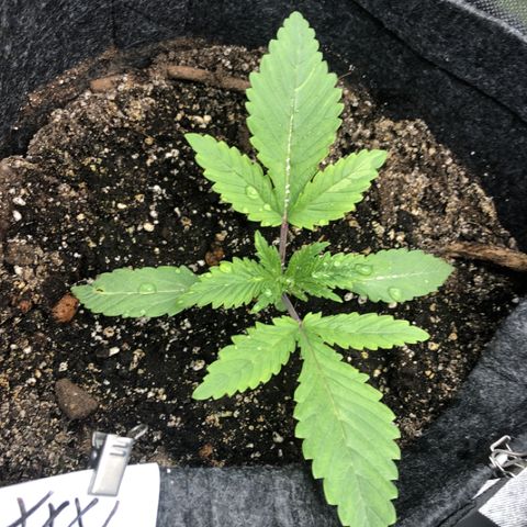 Triple XL growlog timeline photo