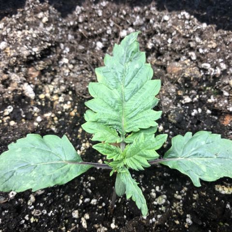 Amnesia Haze growlog timeline photo