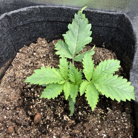 Amnesia Haze growlog timeline photo