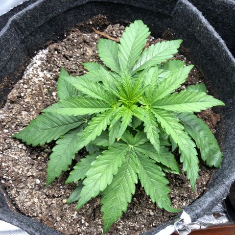 Green Crack growlog timeline photo