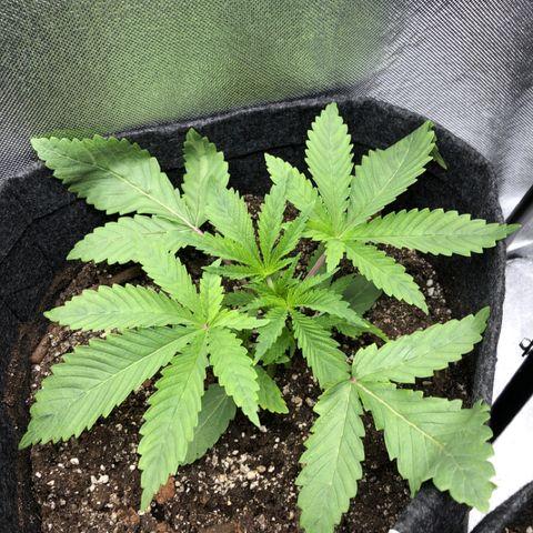 Triple XL growlog timeline photo