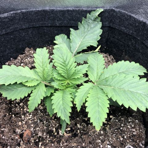 Amnesia Haze growlog timeline photo