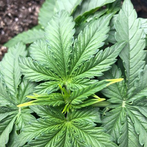 Green Crack growlog timeline photo