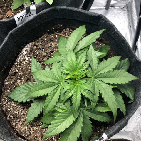 Green Crack growlog timeline photo