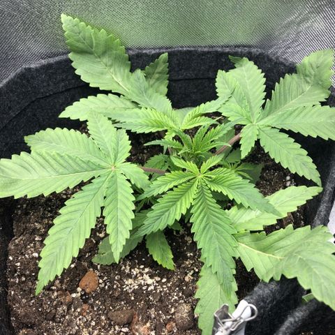 Triple XL growlog timeline photo