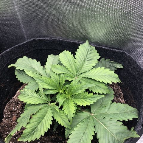 Amnesia Haze growlog timeline photo