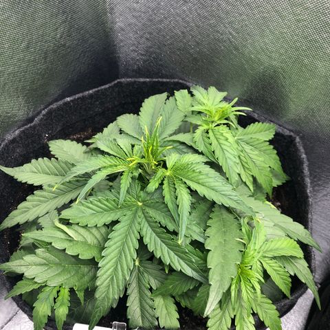 Green Crack growlog timeline photo