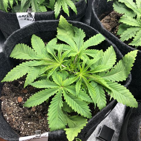 Triple XL growlog timeline photo