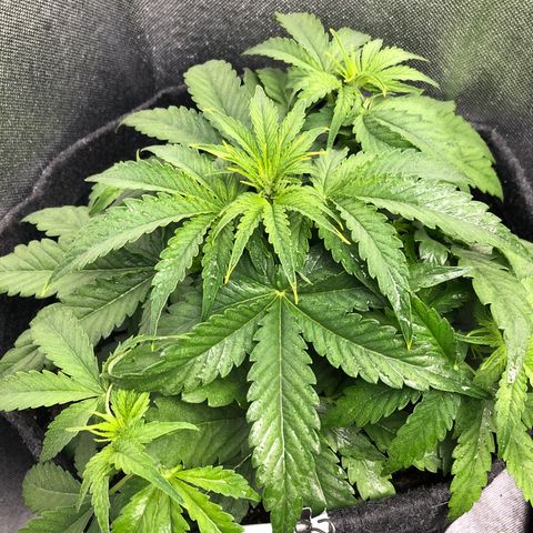 Green Crack growlog timeline photo