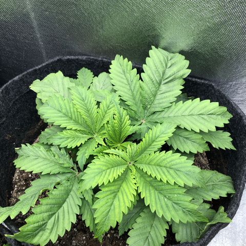 Amnesia Haze growlog timeline photo