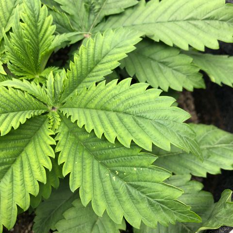 Amnesia Haze growlog timeline photo
