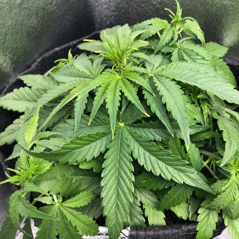 Green Crack growlog timeline photo