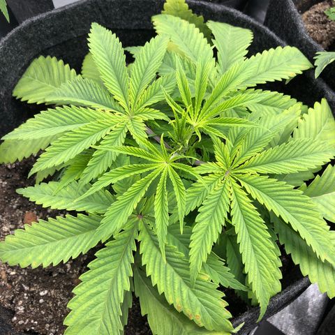 Triple XL growlog timeline photo