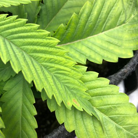 Triple XL growlog timeline photo