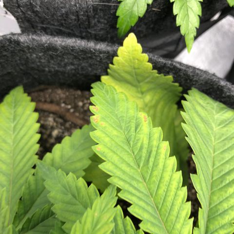 Triple XL growlog timeline photo