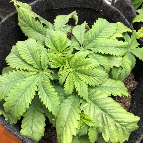 Amnesia Haze growlog timeline photo
