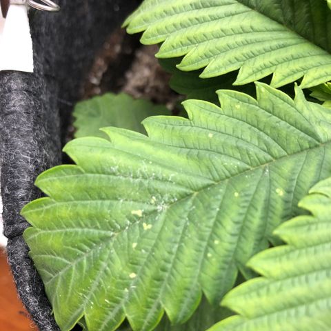 Amnesia Haze growlog timeline photo