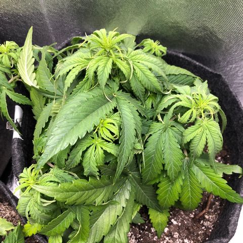 Green Crack growlog photo: trop d’eau?