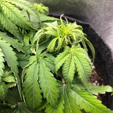 Green Crack growlog photo: trop d’eau?