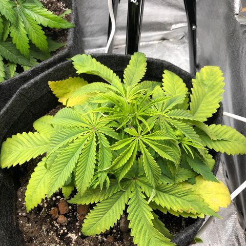 Triple XL growlog timeline photo