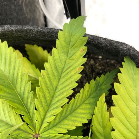 Triple XL growlog timeline photo