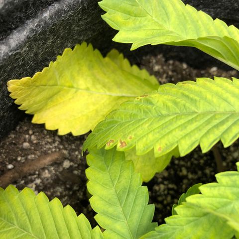 Triple XL growlog timeline photo