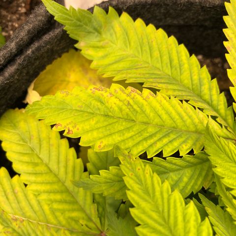 Triple XL growlog photo: Getting worse