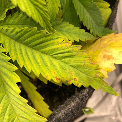 Triple XL growlog photo: Getting worse