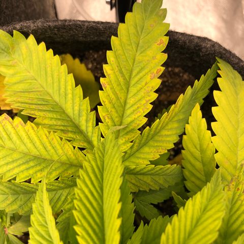 Triple XL growlog photo: Getting worse