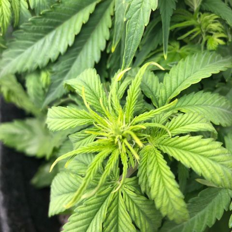 Green Crack growlog timeline photo