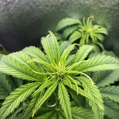 Green Crack growlog timeline photo