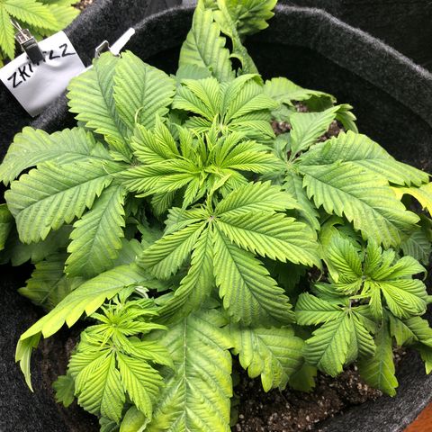 Amnesia Haze growlog timeline photo