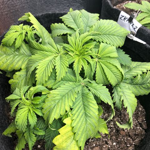 Amnesia Haze growlog timeline photo