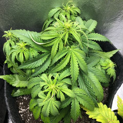 Green Crack growlog timeline photo