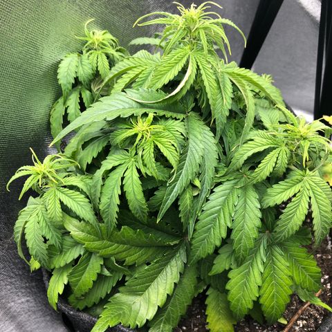 Green Crack growlog timeline photo